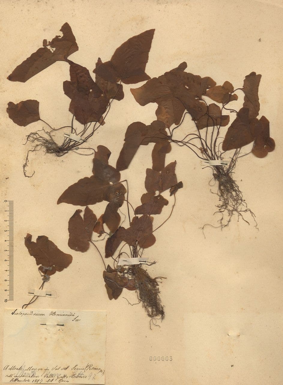 Asplenium hemionitis 20