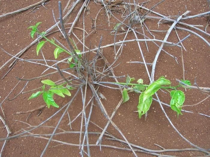 Colubrina 11