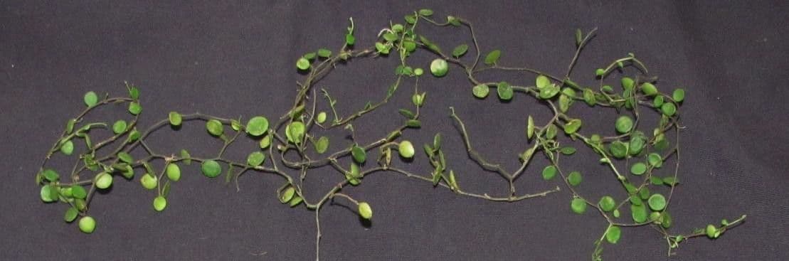 Peperomia 21