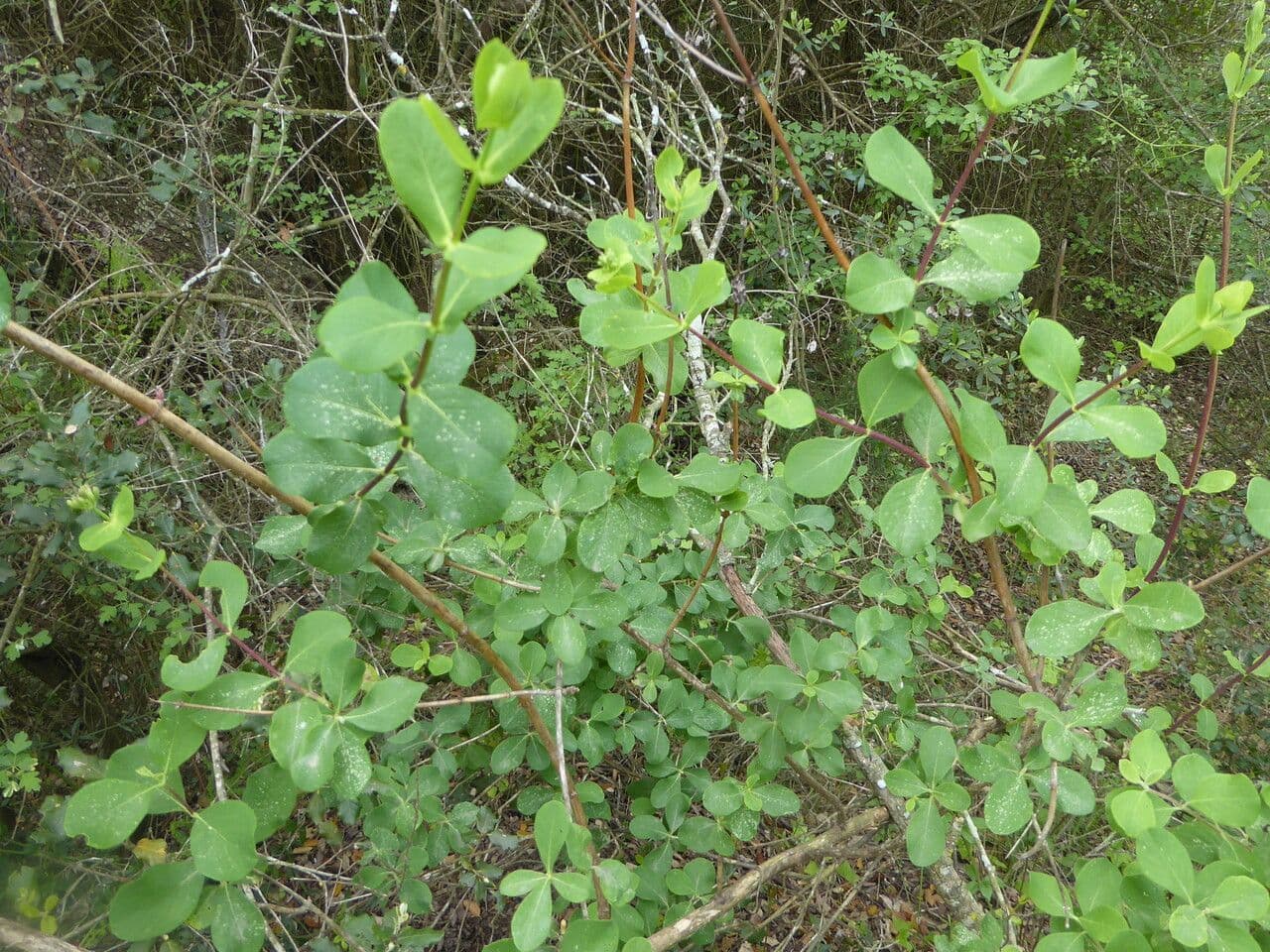 Caprifoglio etrusco 12