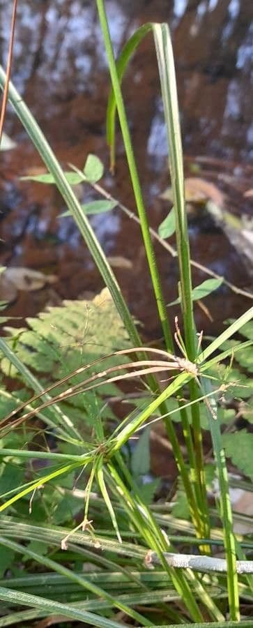 Cyperus friburgensis 3
