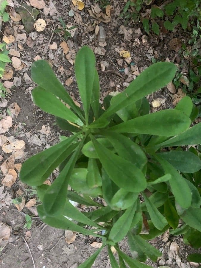 Plošticovec maltský 6
