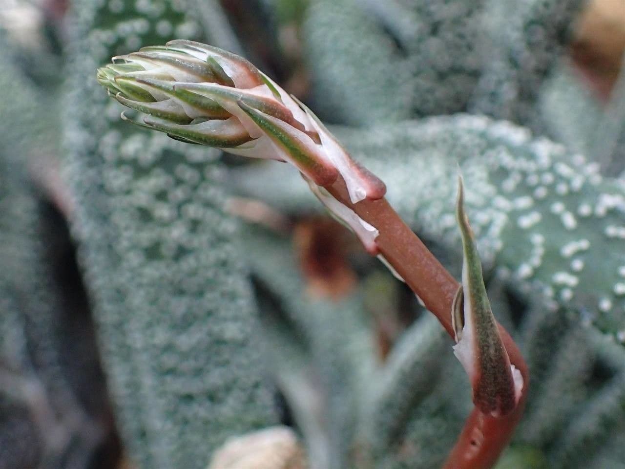 Gasteria