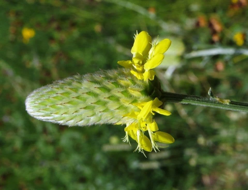 Dalea 3
