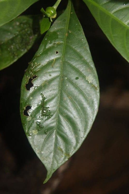 Carapichea 5