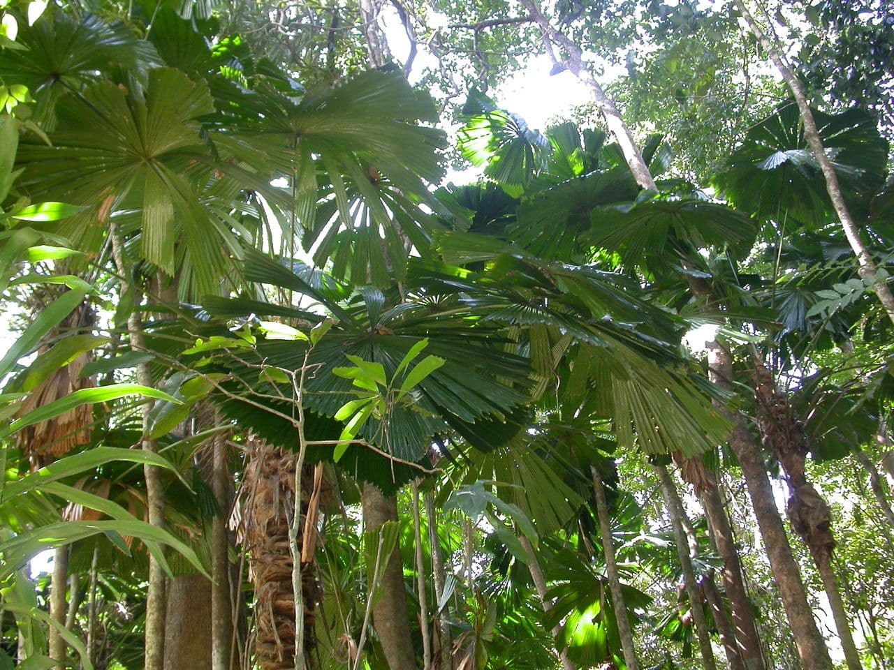 Licuala 3