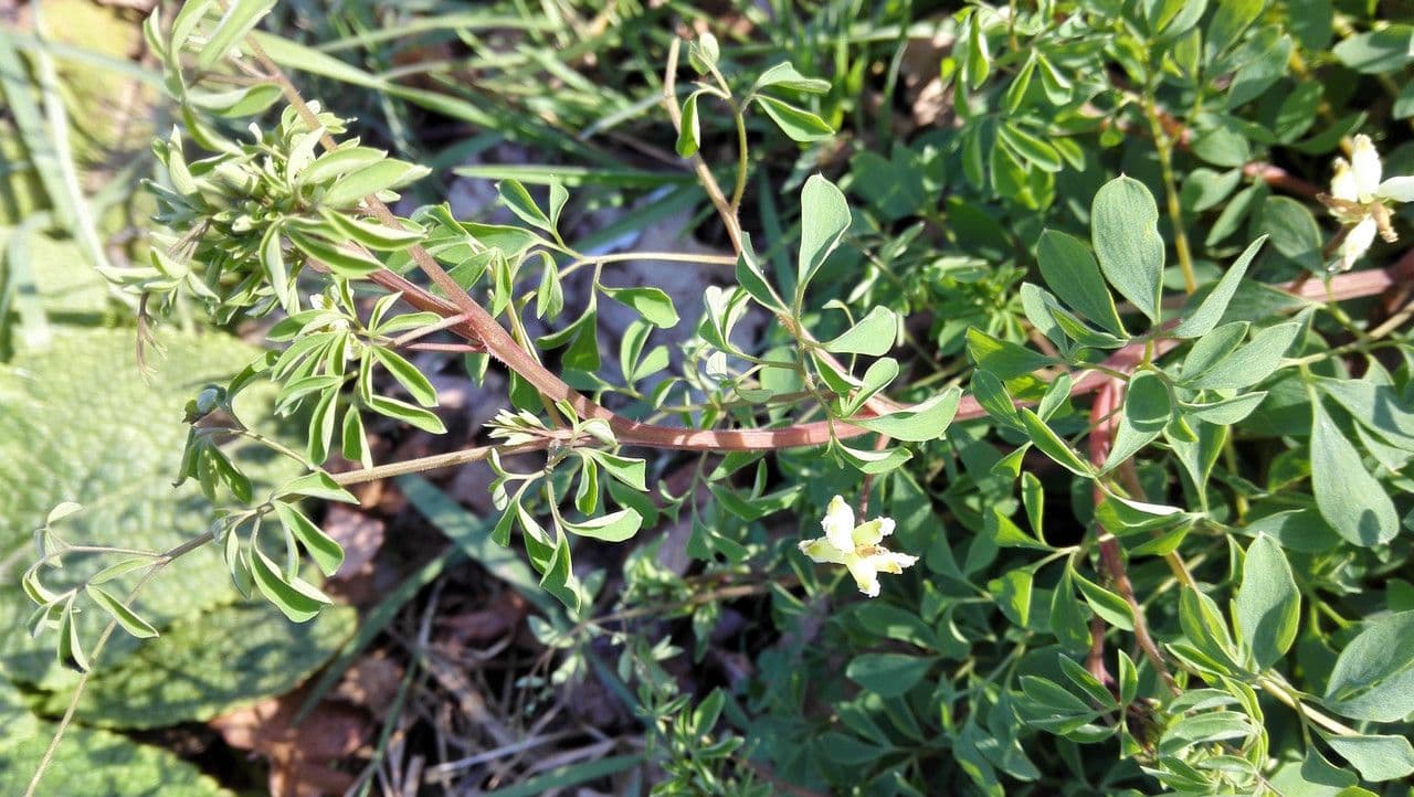 Corydalis claviculata 11