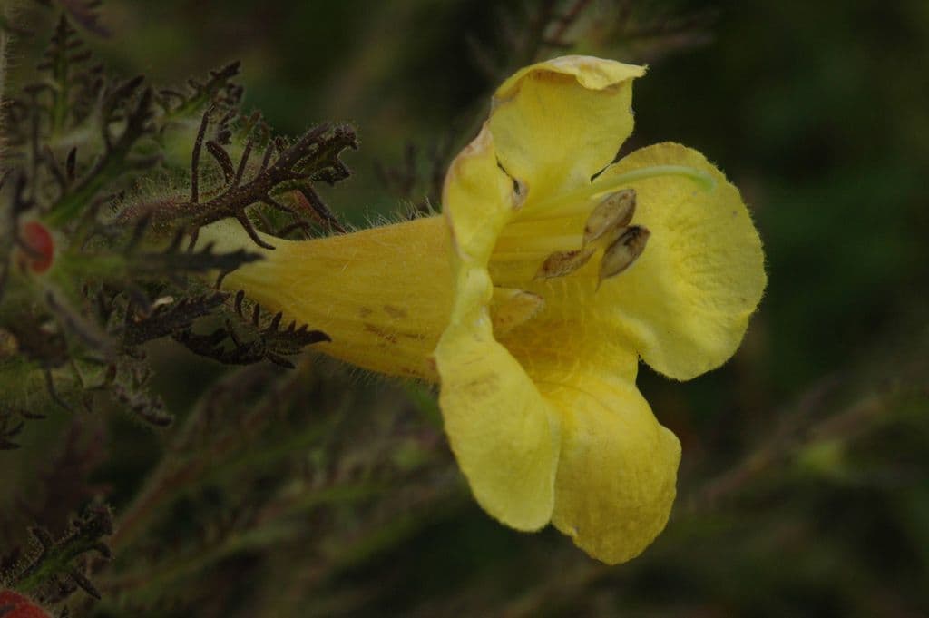 Aureolaria pectinata 3