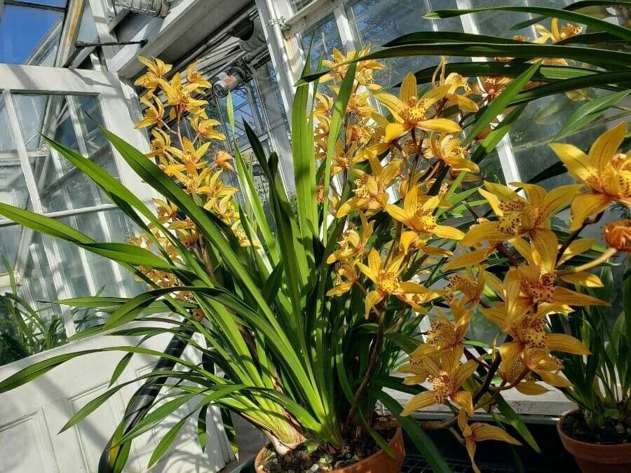Cymbidium 7