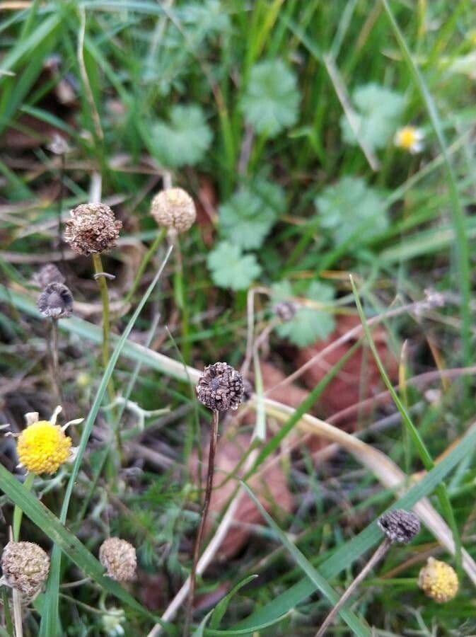 Camomilla comune