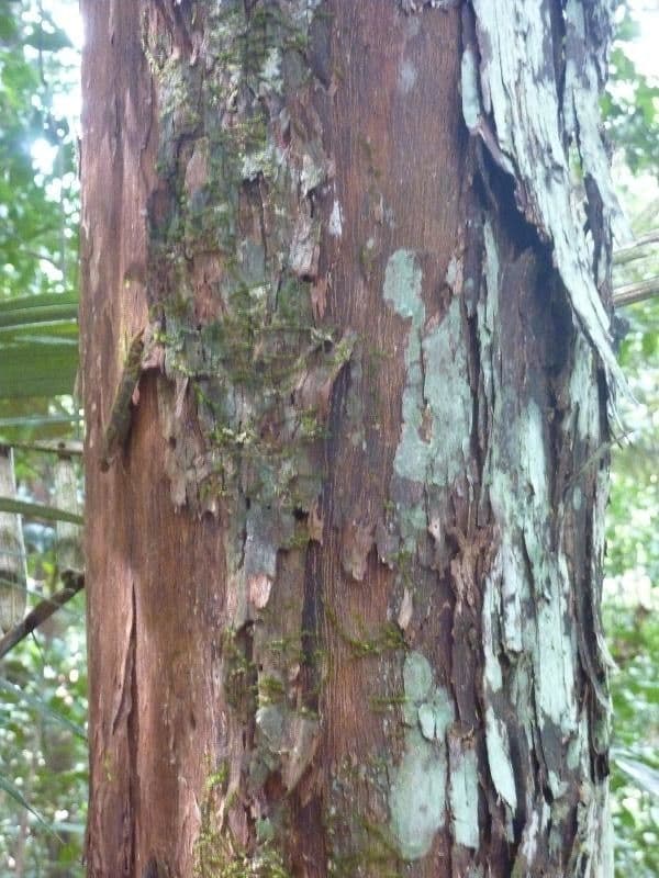 Pouteria 2