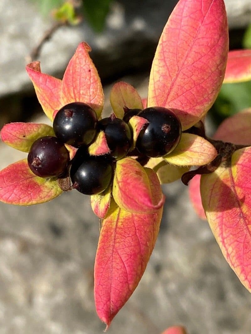Geissblatt 5
