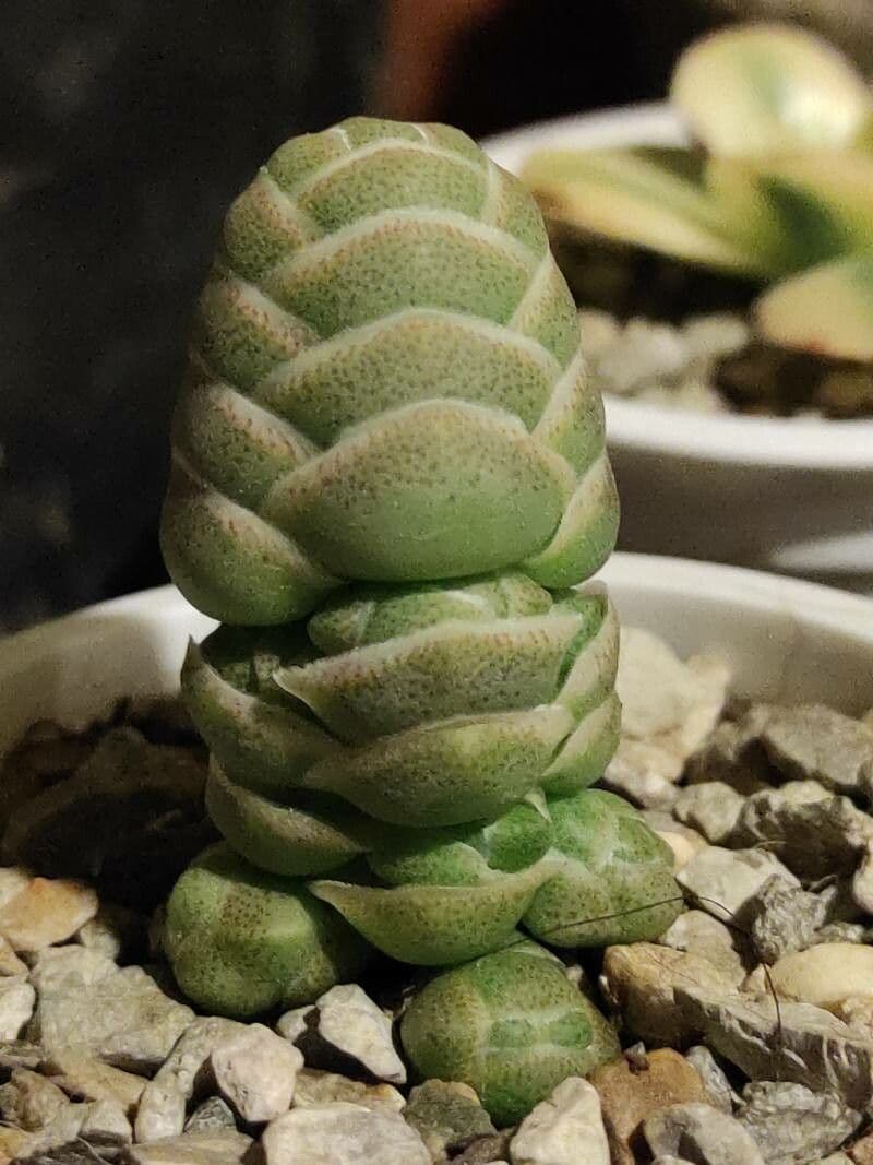 Crassula 4