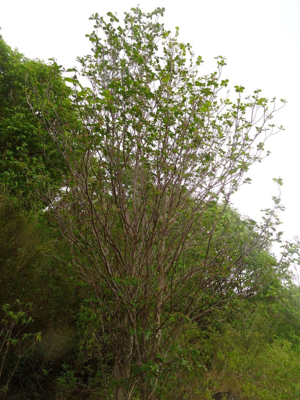 Guettarda scabra 15