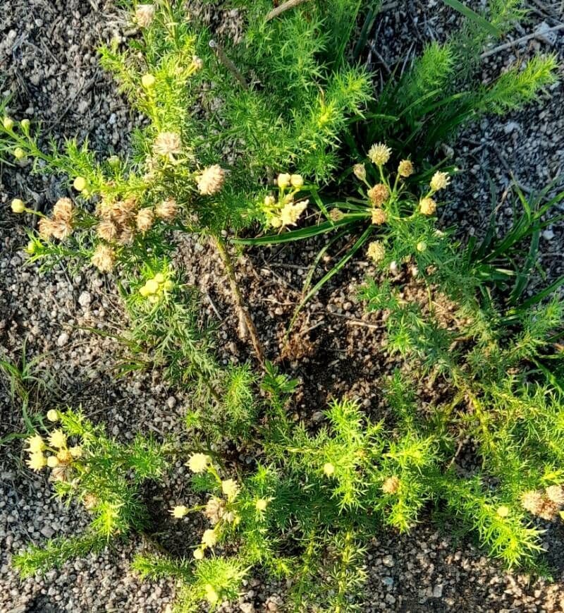 Baccharis 5
