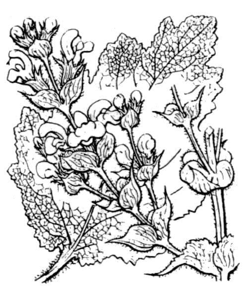Salvia etiope 23