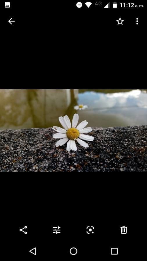 Scentless mayweed 6