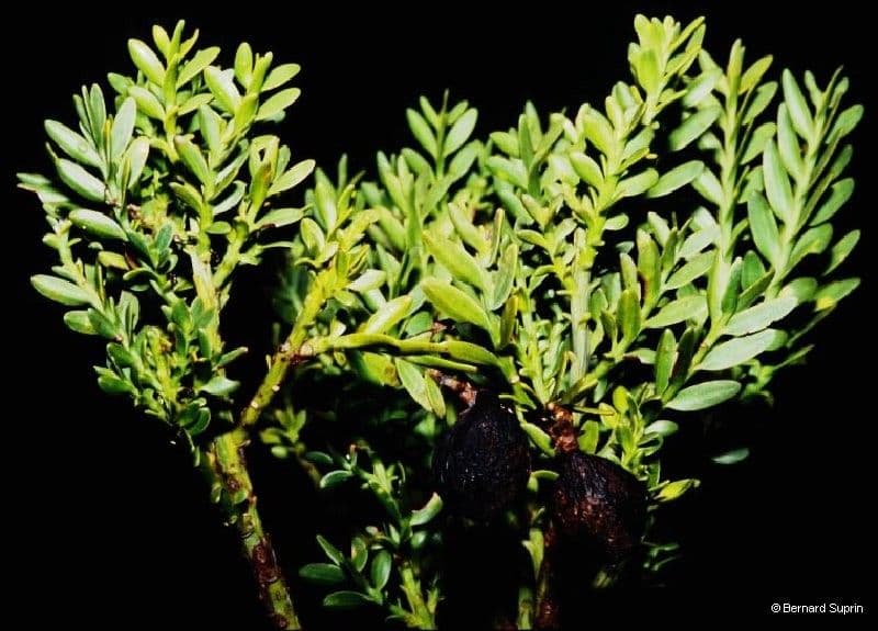 Retrophyllum 8