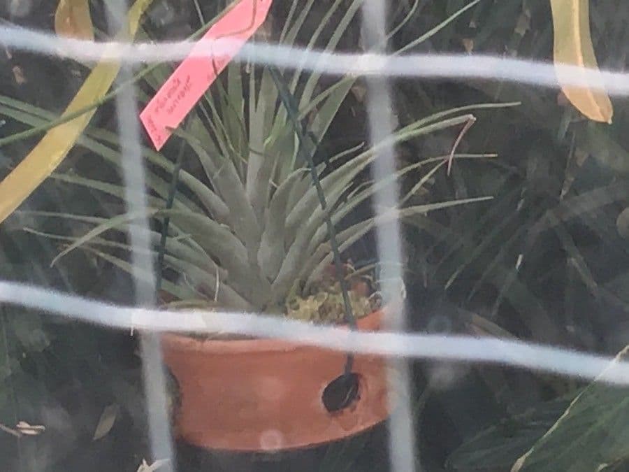 Pianta aerea