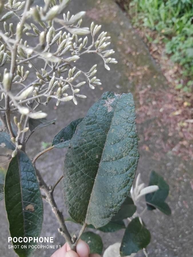 Vernonanthura 2