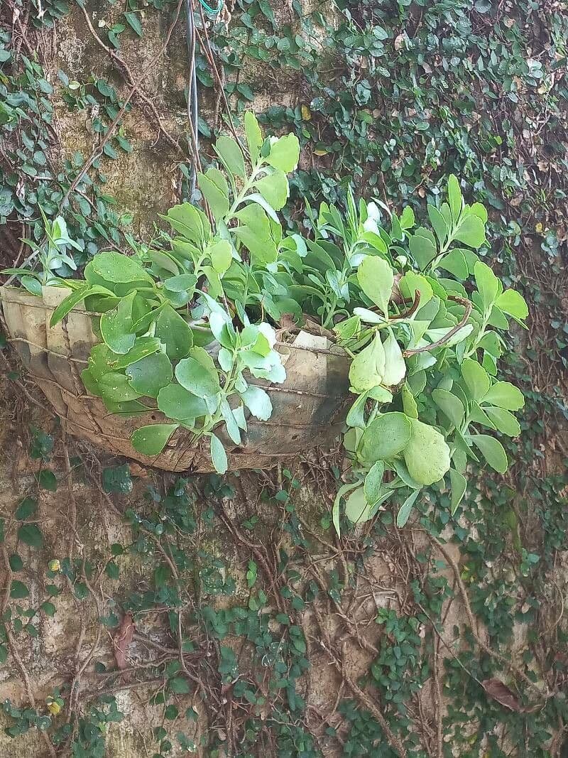 Scaevola 18
