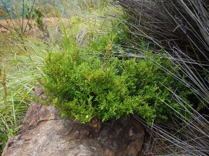 Uromyrtus 5