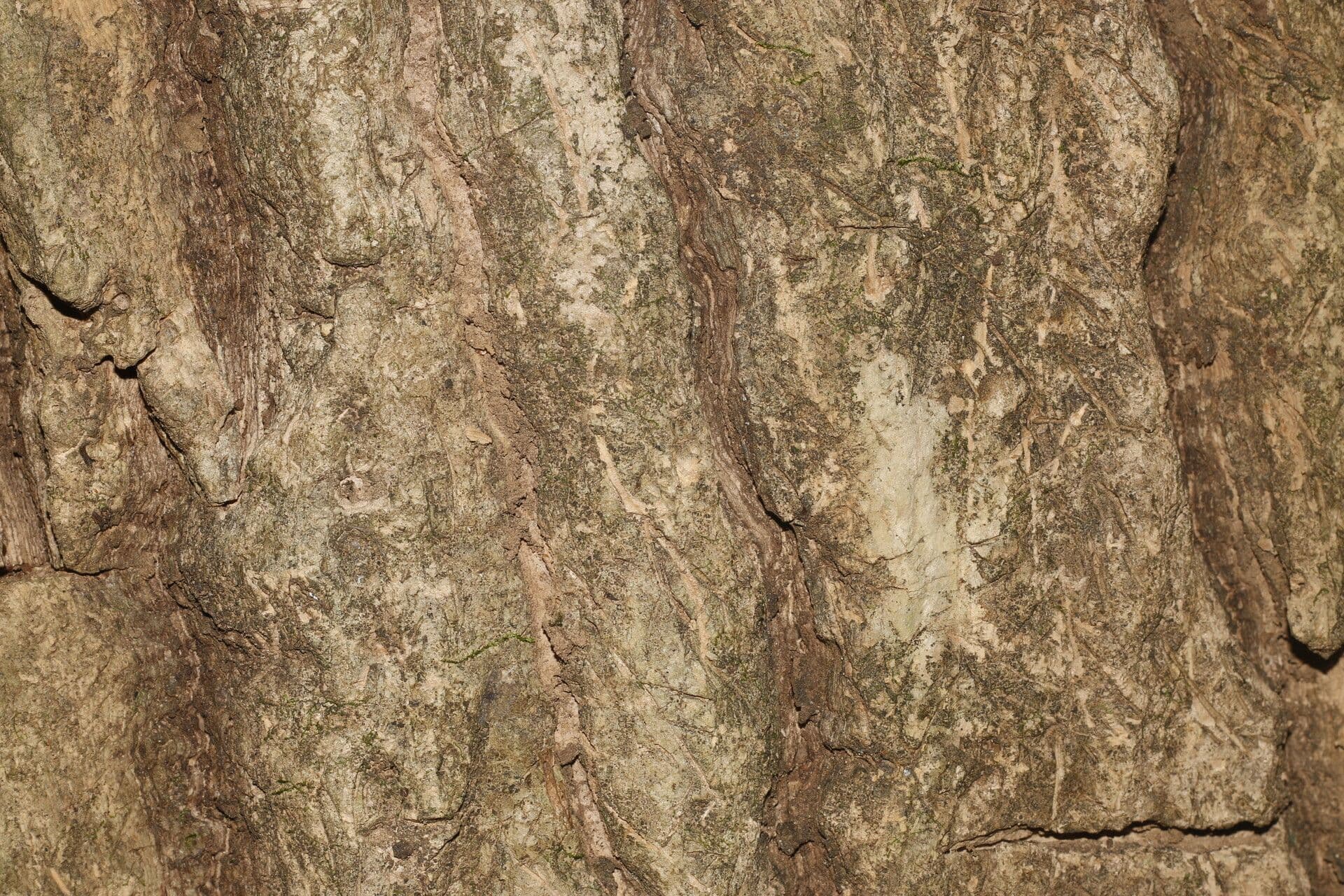 Gyrocarpus 11