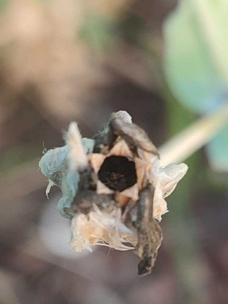 Silene coronaria 2