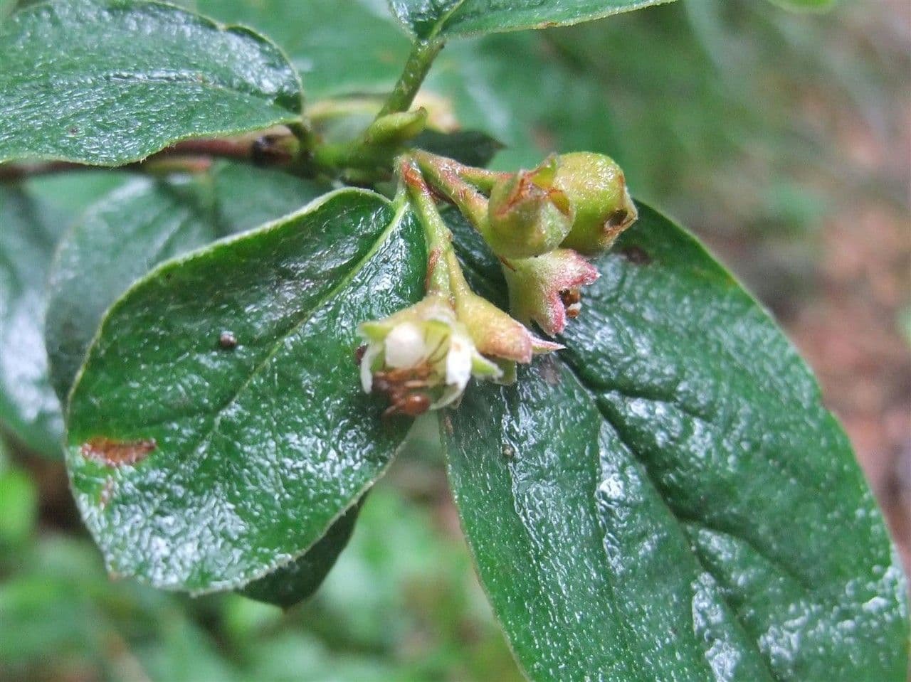 Cotonéaster commun 6