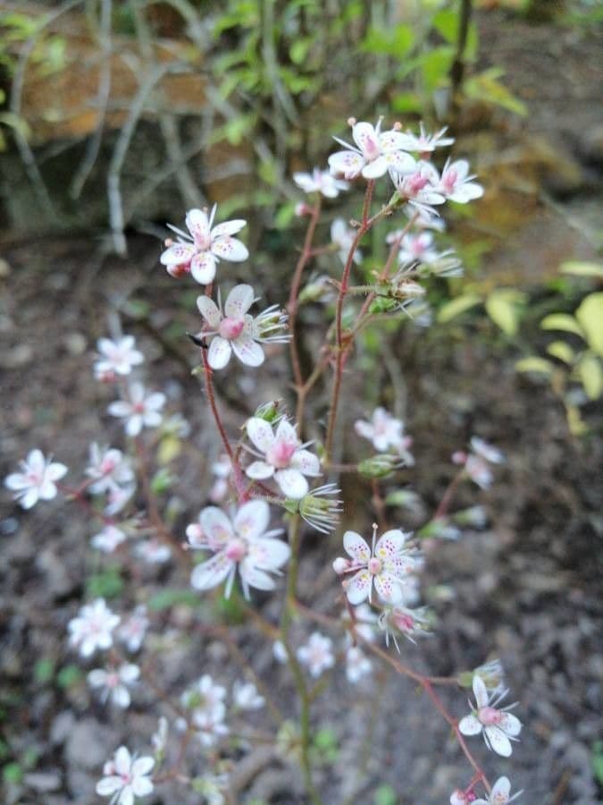 Behaarter Steinbrech 2