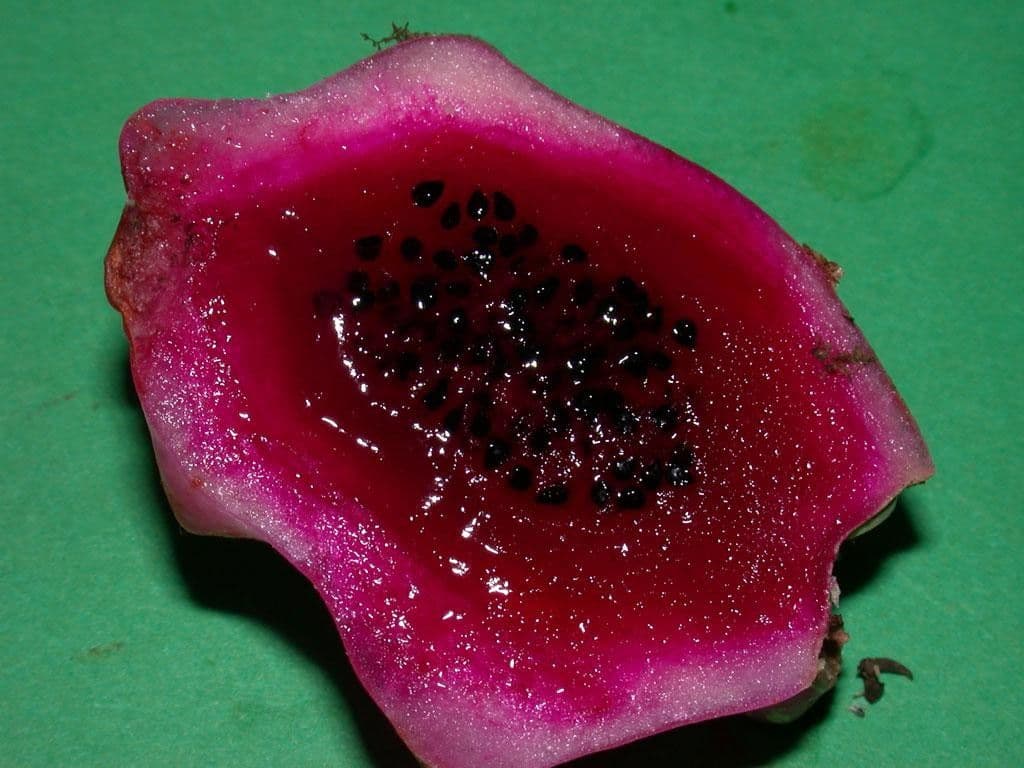 Weberocereus 2