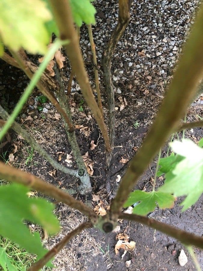 Ribes aureo 27