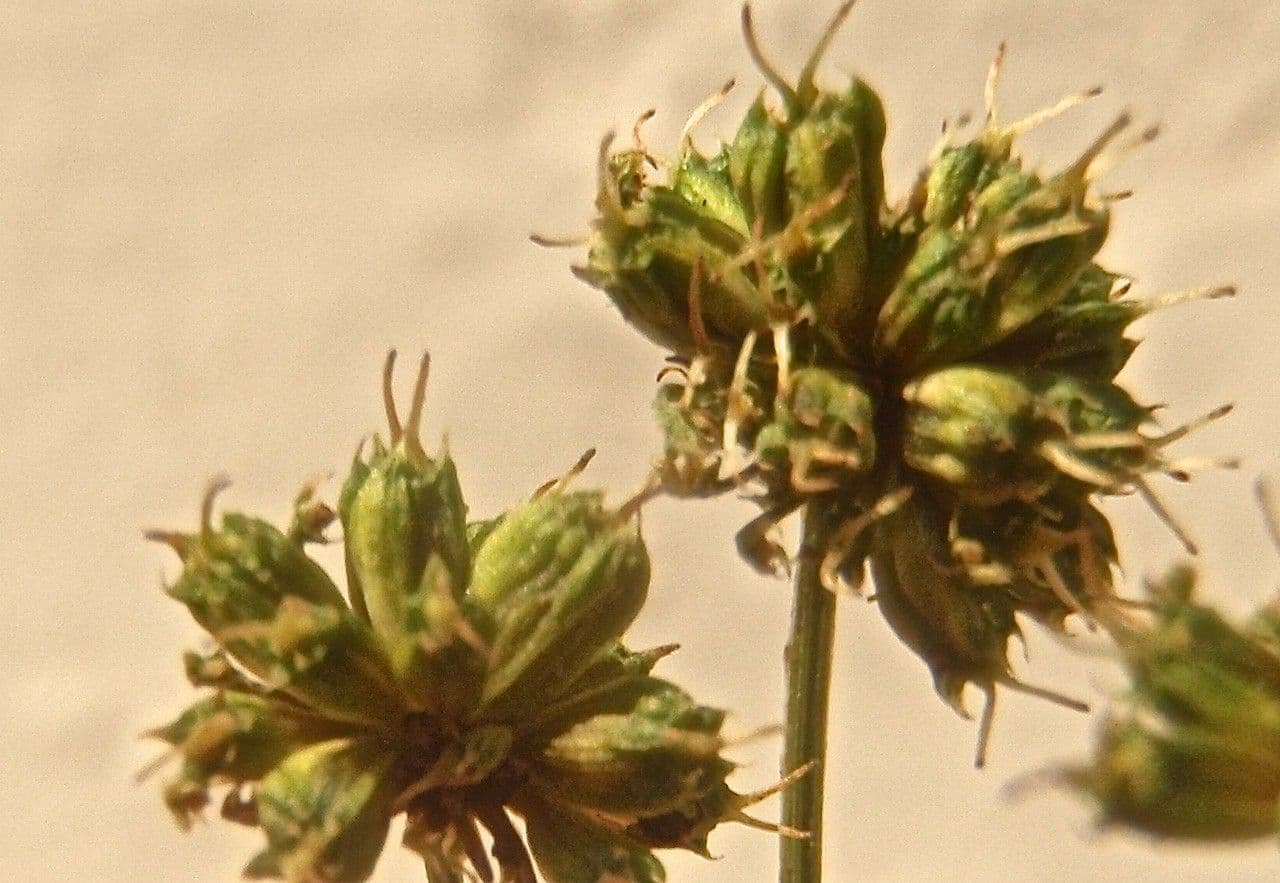 Oenante 5