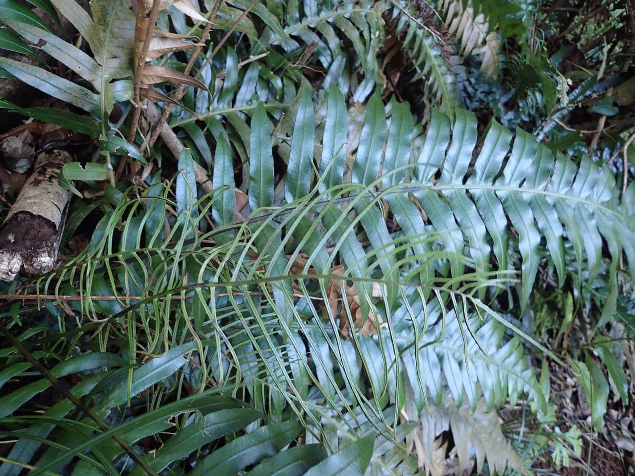 Blechnum attenuatum 14