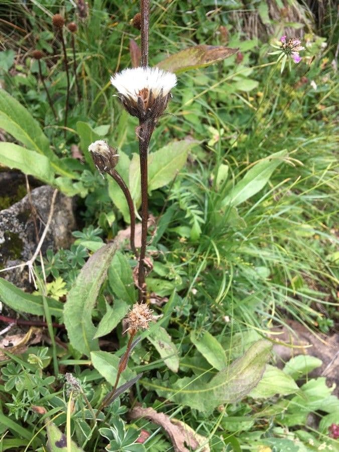 Hypochaeris uniflora 2