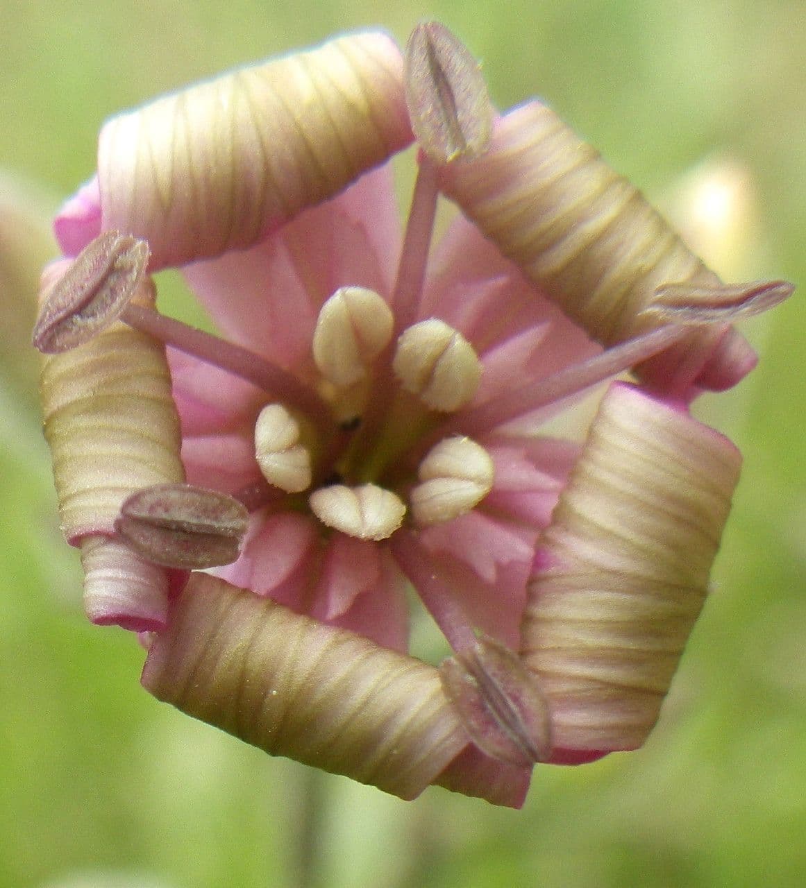Silene 5