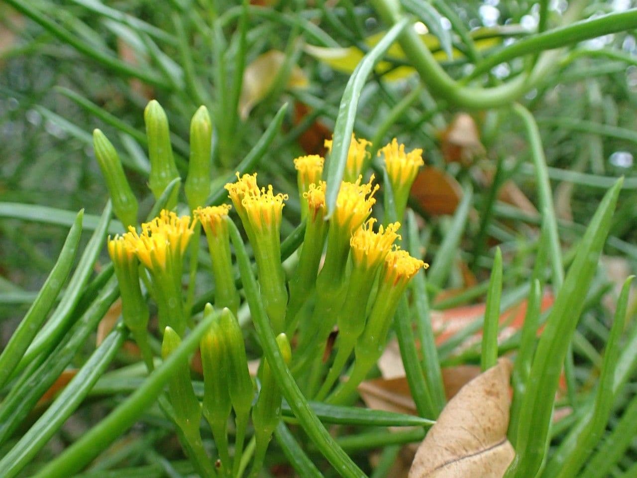 Senecio 3