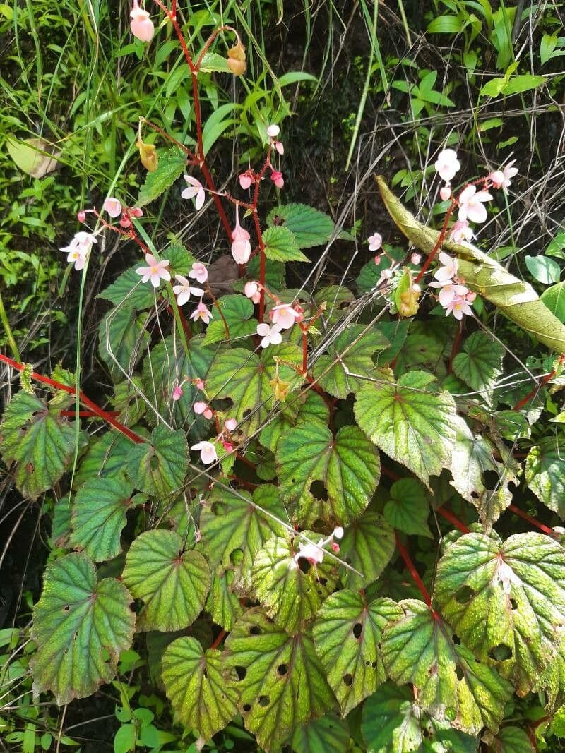 Begonia 2