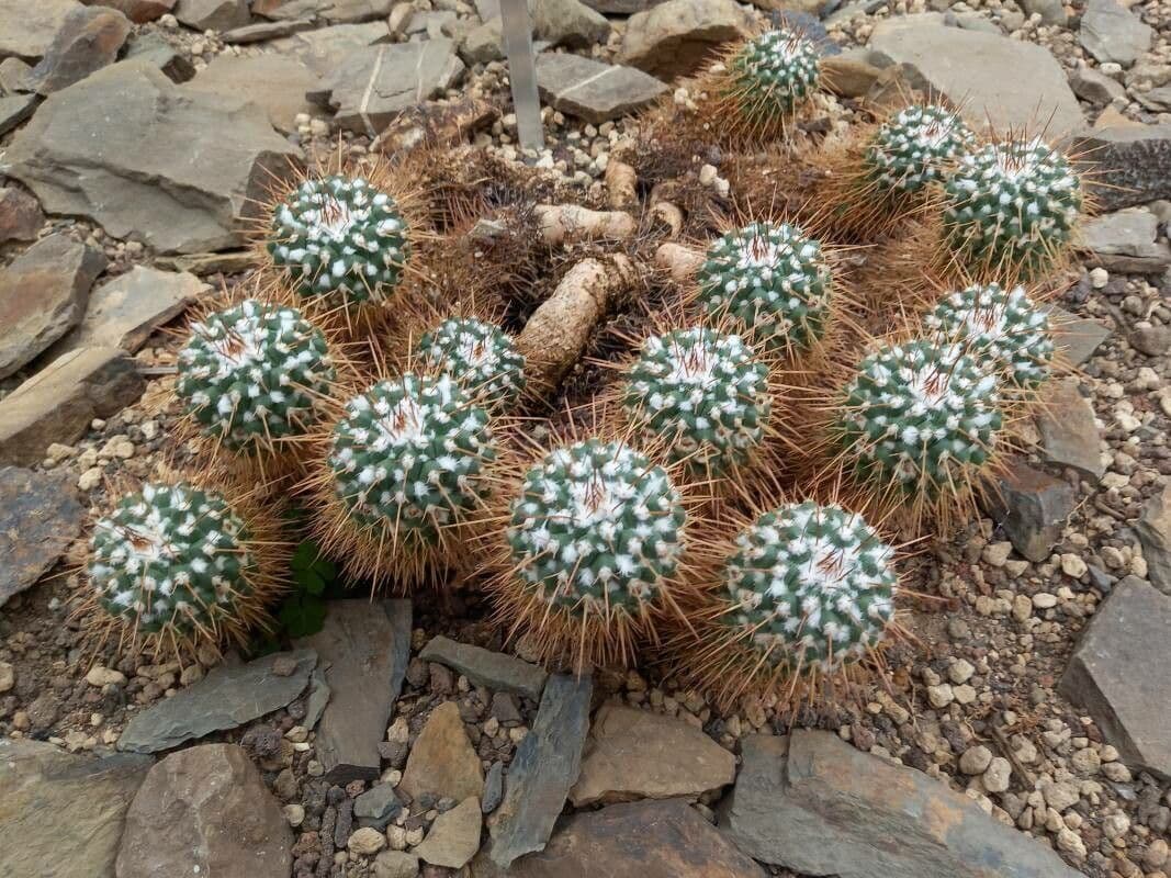 Mammillaria 10