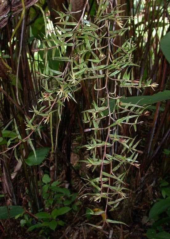 Epidendrum 3