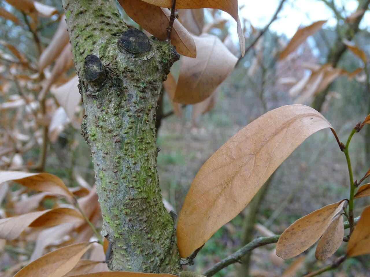 Lindera 9