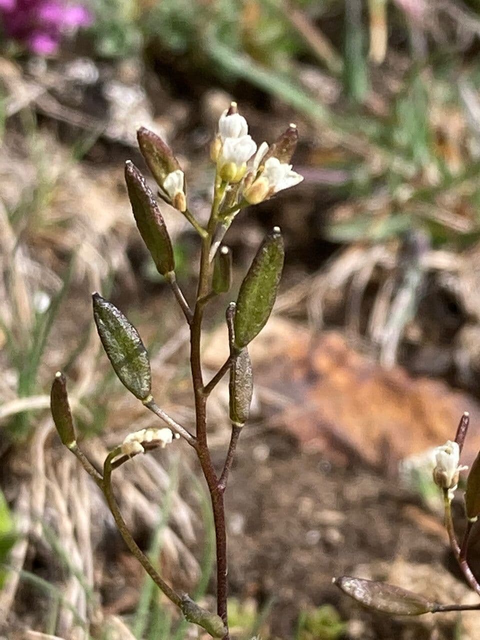 Draba