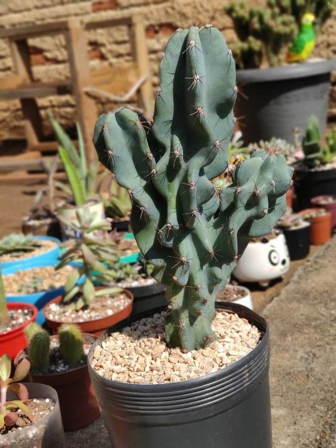 Cactus seto 11