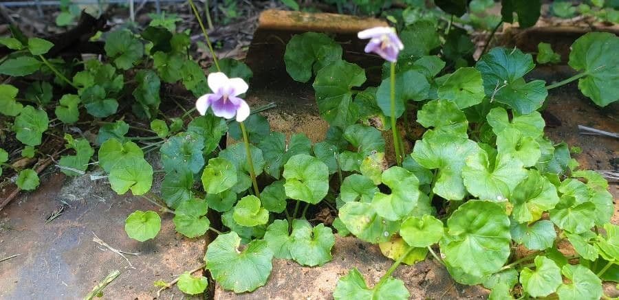 Viola ederacea 6