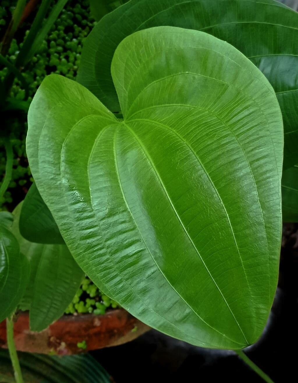 Caldesia parnassifolia 14