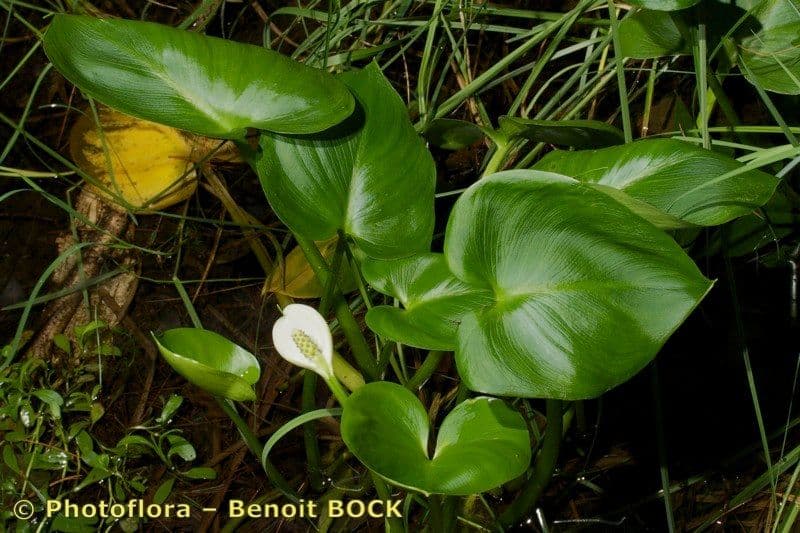 Calla di palude 25