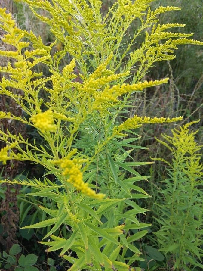 Euthamia graminifolia 10