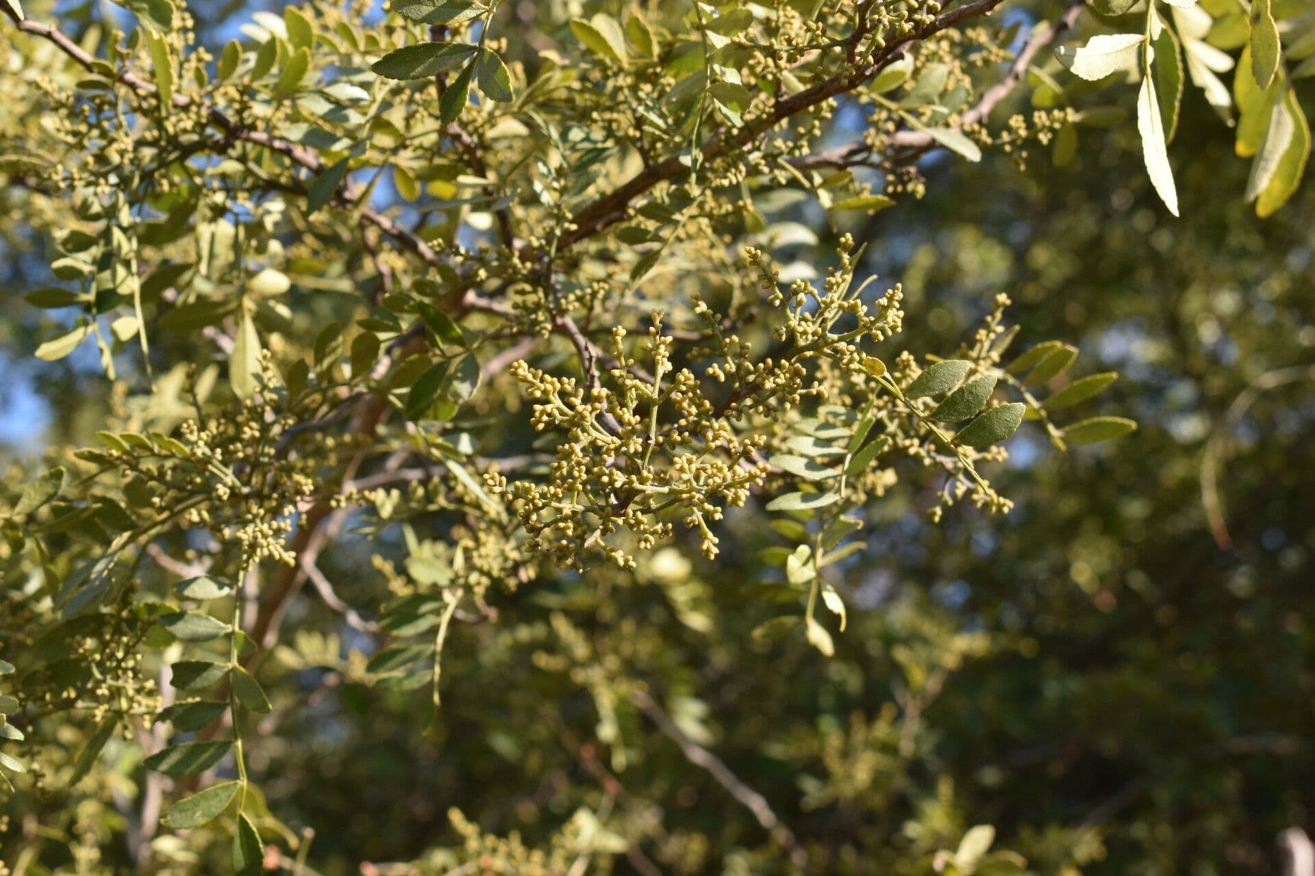 Zanthoxylum fagara 4