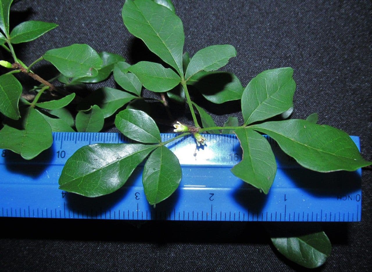 Trichilia 17
