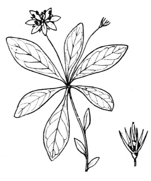 Trientalis 23